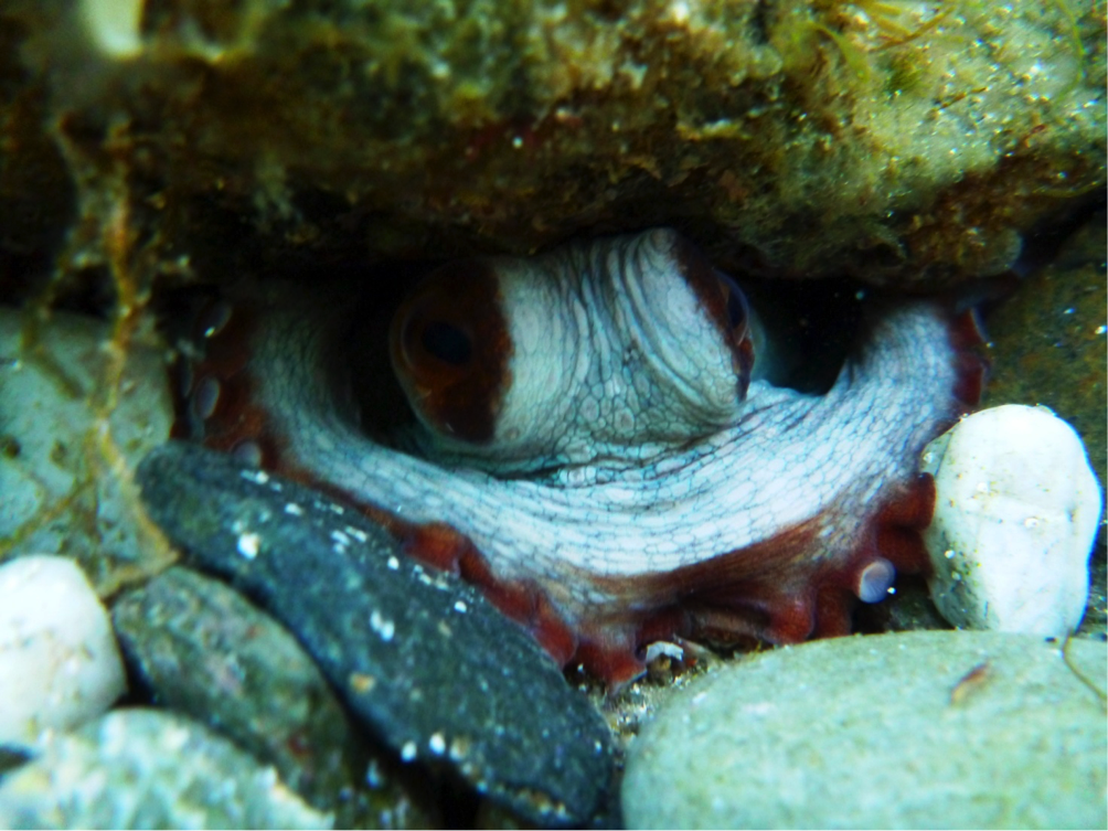 snork